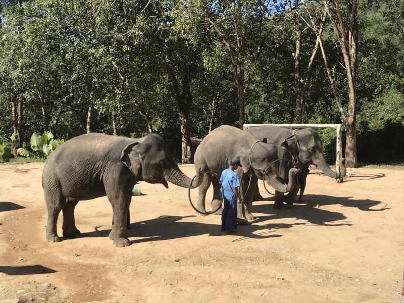 象のショー(プーケット島)