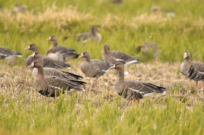 田で休むガンの群れ
